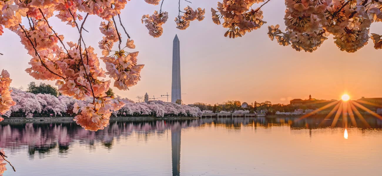 Washington Monument with cherry blossoms at sunset in Washington D.C.