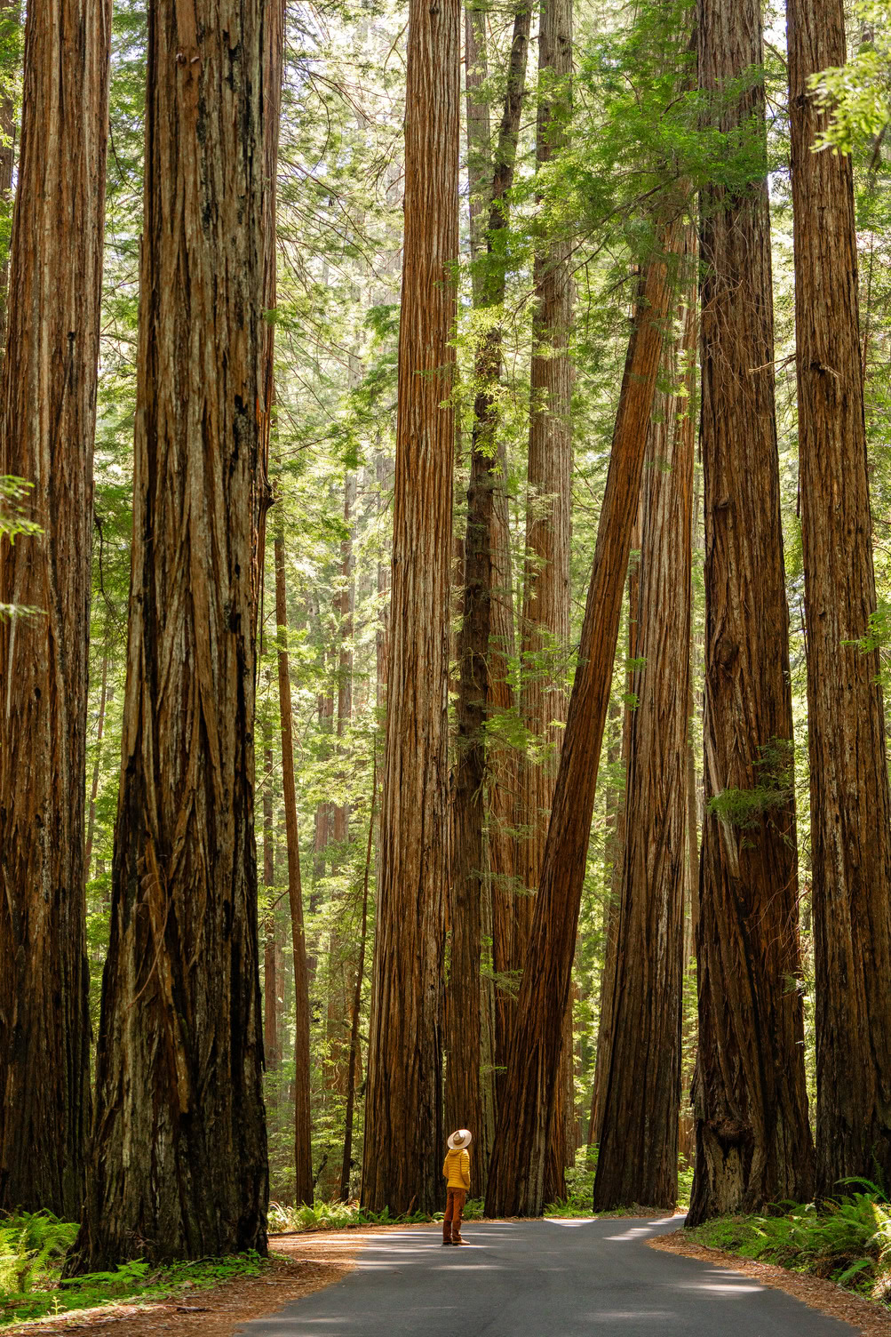 Avenue of the Giants