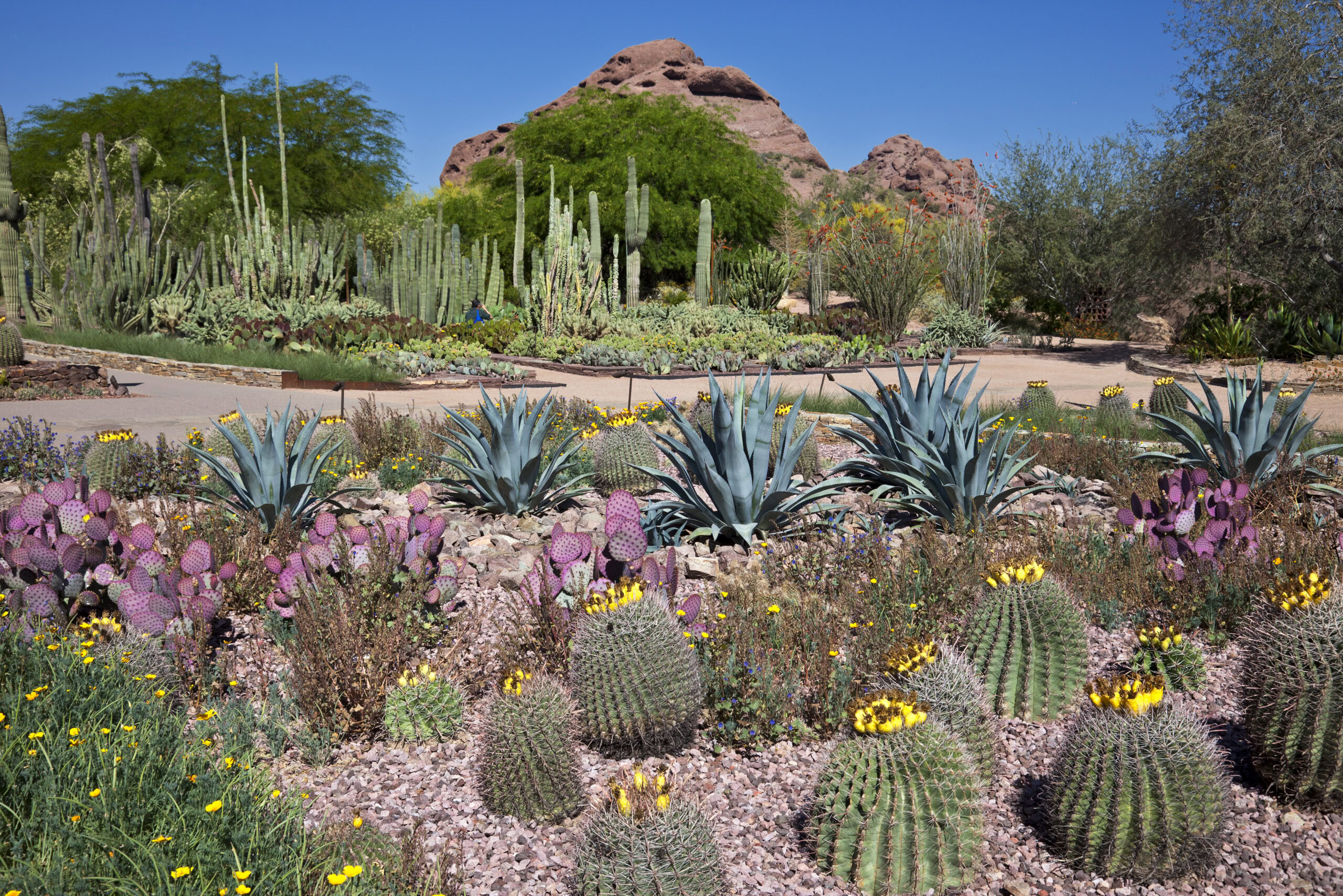 Desert Botanical Garden, Phoenix, Arizona