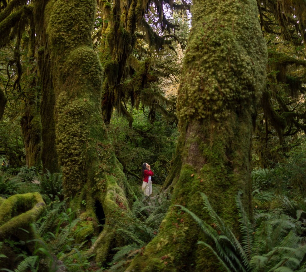 Two people stand close together in the middle of a dense, green forest surrounded by large moss-covered trees and ferns.